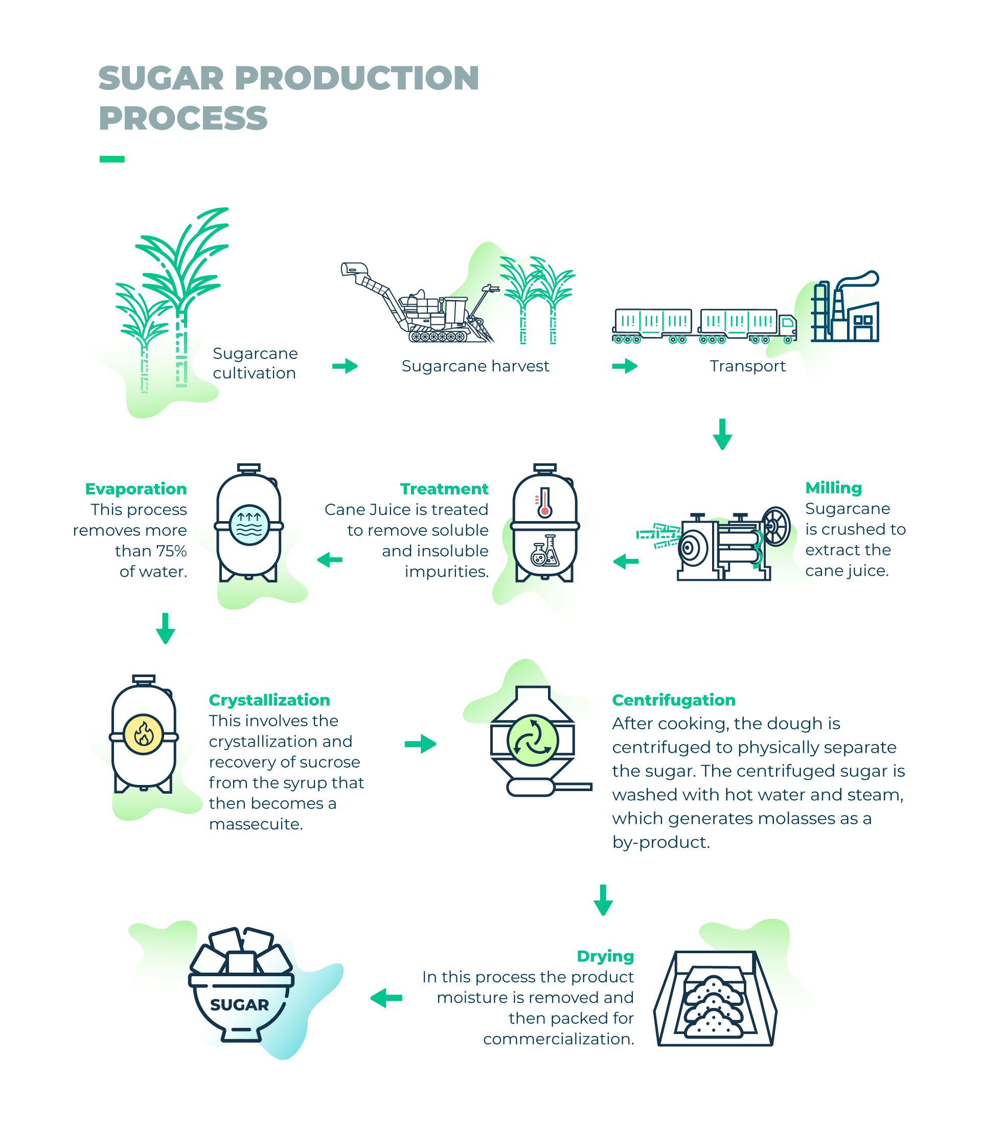 sugarcane