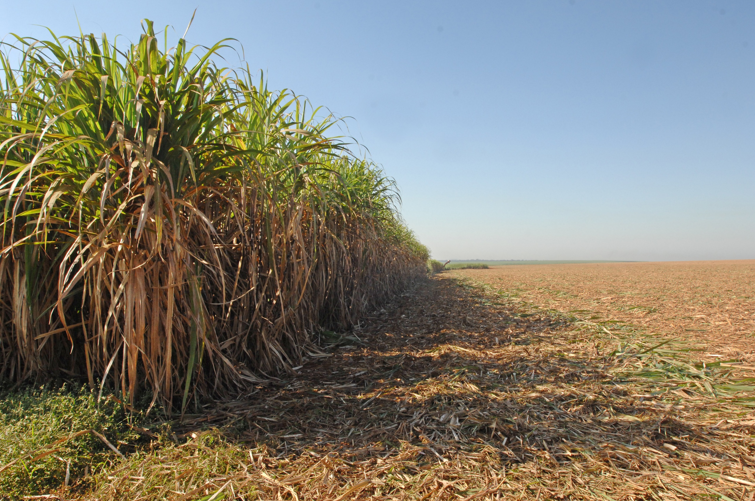 Sugarcane harvest for the first half of August 2020