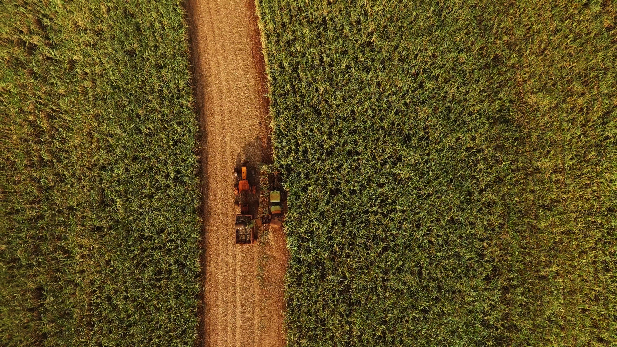 Sugarcane harvest for the first half of September 2020