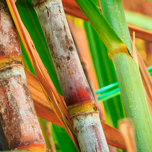 Sugarcane Bioelectricity