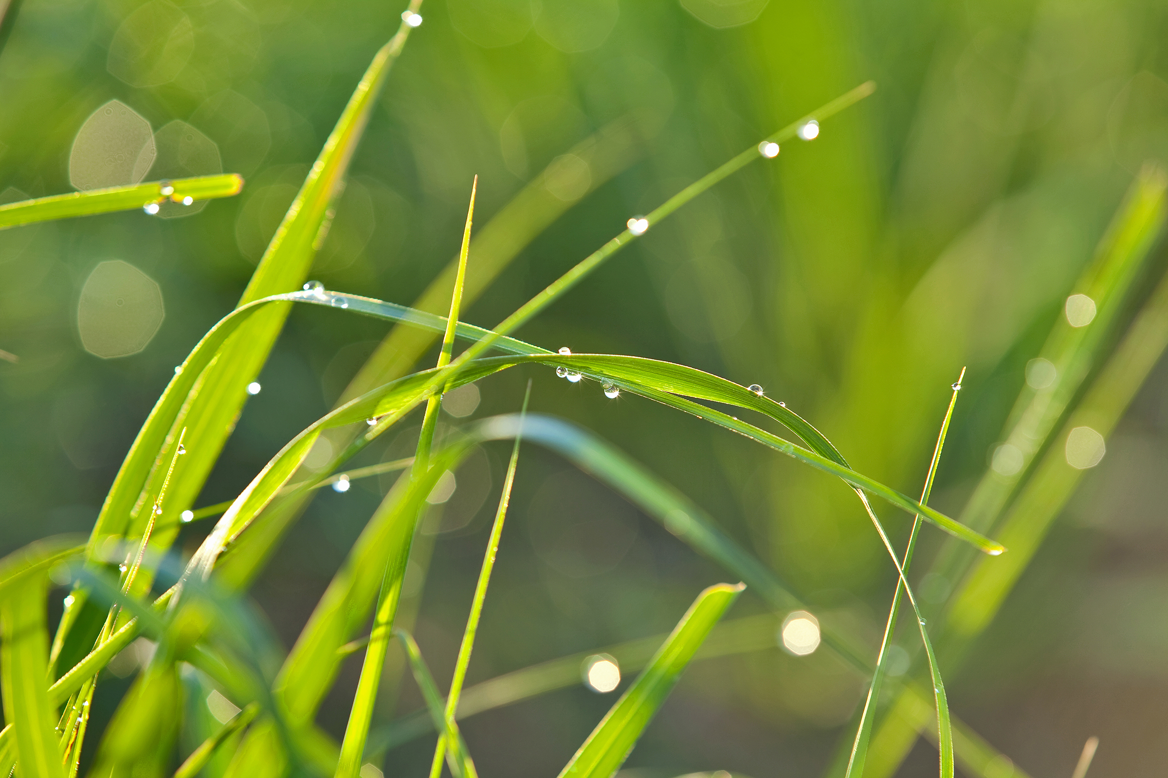 Sugarcane harvest for the first half of September 2021