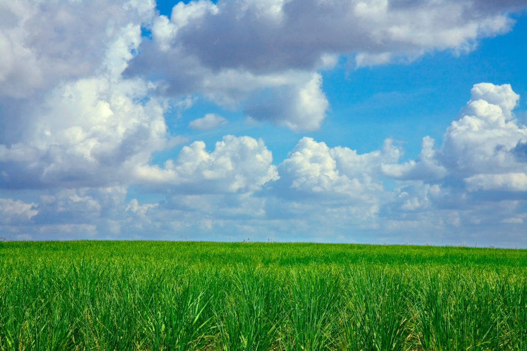 SUGARCANE FIELD
