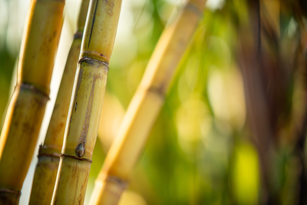 SUGARCANE