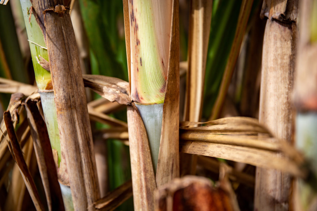 SUGARCANE
