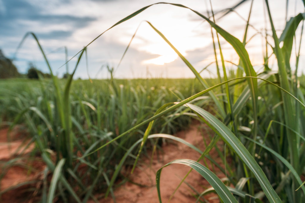 SUGARCANE FIELD