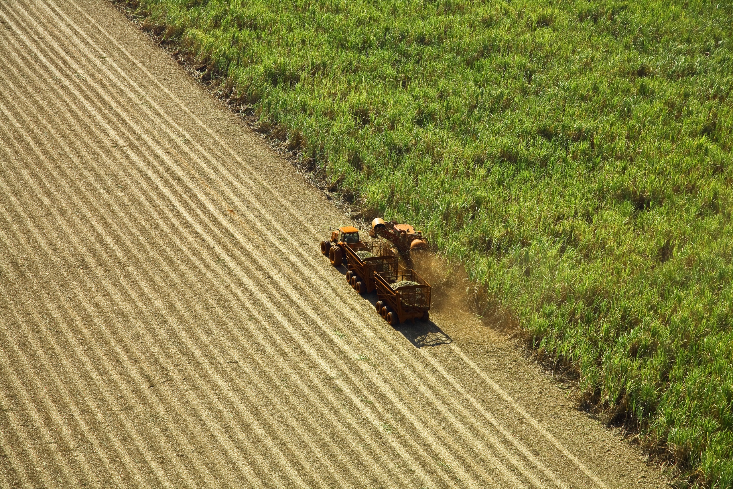 Sugarcane harvest for the second half of October 2020