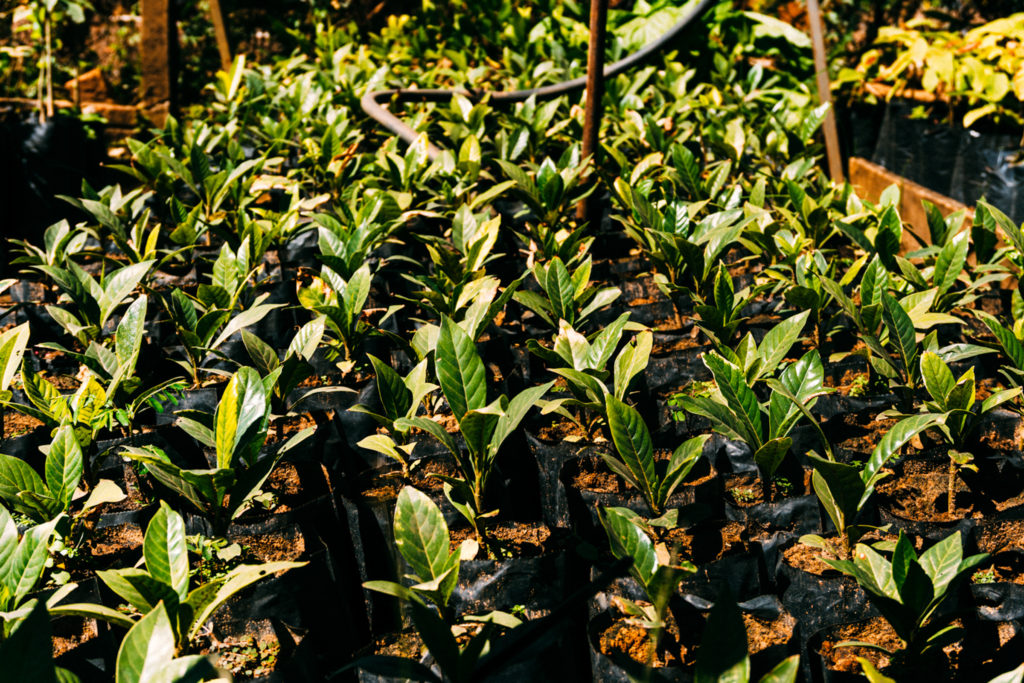 ENVIRONMENTAL PROTECTION