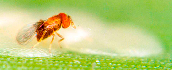 BIOLOGICAL CONTROL OF PESTS BIOLOGICAL CONTROL OF PESTS
