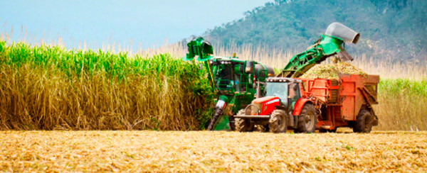 Brazilian sugarcane sector