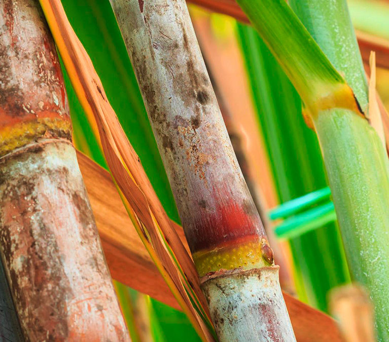Sugarcane harvest for the first half of june 2021